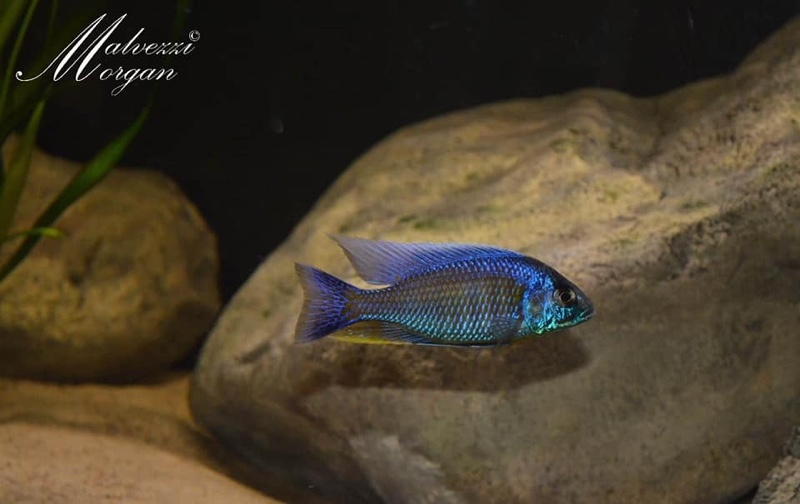 Copadichromis verduyni 'Border'